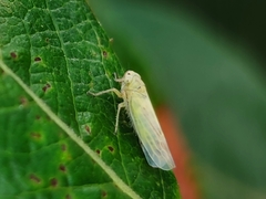 Sagatus punctifrons