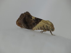 Hypertropha chlaenota
