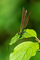 Calopteryx splendens