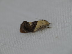 Hypertropha chlaenota
