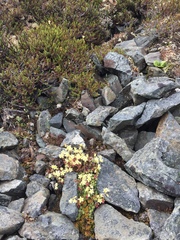 Saxifraga bronchialis funstonii