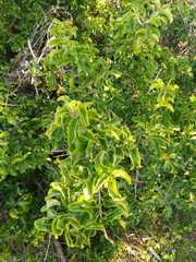 Schinus latifolia