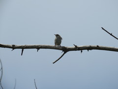 Cistothorus palustris