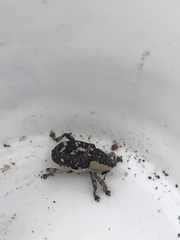 Peltophorus polymitus