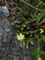 Saxifraga bronchialis funstonii