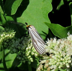 Ctenucha vittigera
