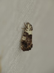 Eupselia aristonica