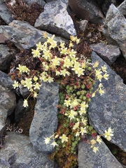 Saxifraga bronchialis funstonii