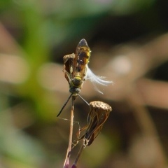 Dielis trifasciata
