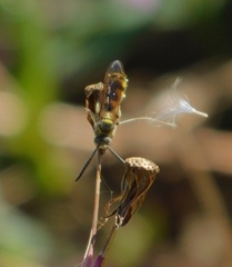 Dielis trifasciata