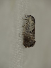 Eupselia carpocapsella