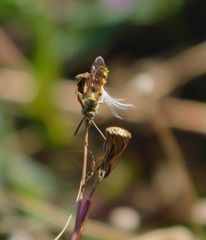 Dielis trifasciata