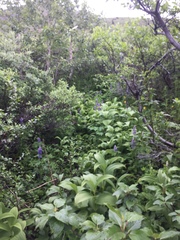 Veratrum viride eschscholtzianum