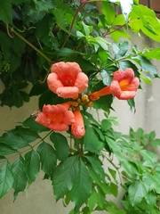Campsis radicans