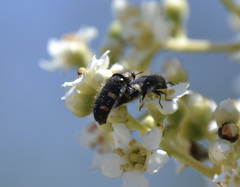 Acmaeodera holsteni