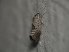 Eupselia carpocapsella