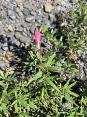 Chamaenerion colchicum