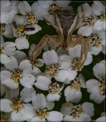 Sidymella trapezia