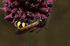 Scolia fuciformis