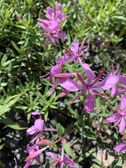 Chamaenerion colchicum