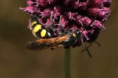 Scolia fuciformis