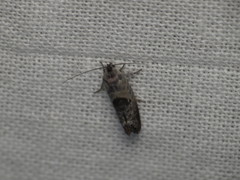 Eupselia carpocapsella
