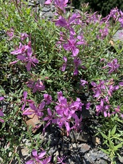 Chamaenerion colchicum