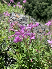 Chamaenerion colchicum