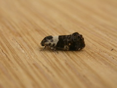 Eupselia aristonica