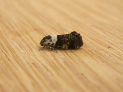 Eupselia aristonica