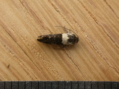 Eupselia aristonica