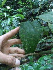 Aristolochia goudotii