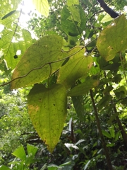 Aristolochia goudotii