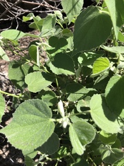 Abutilon abutiloides