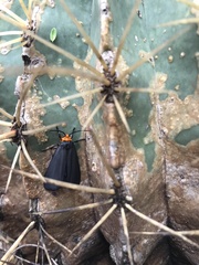 Gnamptonychia ventralis