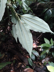 Caryodaphnopsis burgeri