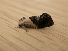 Hypertropha chlaenota