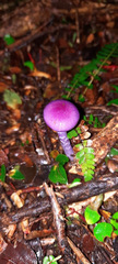Cortinarius magellanicus