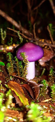 Cortinarius magellanicus