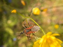 Rhynocoris cuspidatus