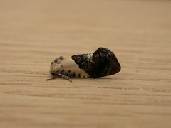 Hypertropha chlaenota