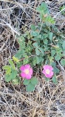 Rosa bridgesii