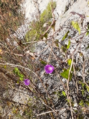 Ipomoea dumetorum