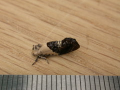 Hypertropha chlaenota