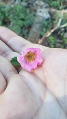 Rosa bridgesii