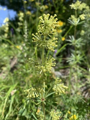 Asperula molluginoides