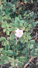 Rosa bridgesii