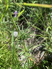 Asperula molluginoides