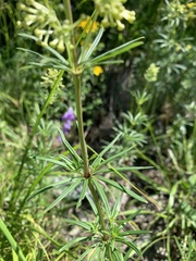 Asperula molluginoides