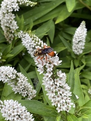 Sphex ichneumoneus